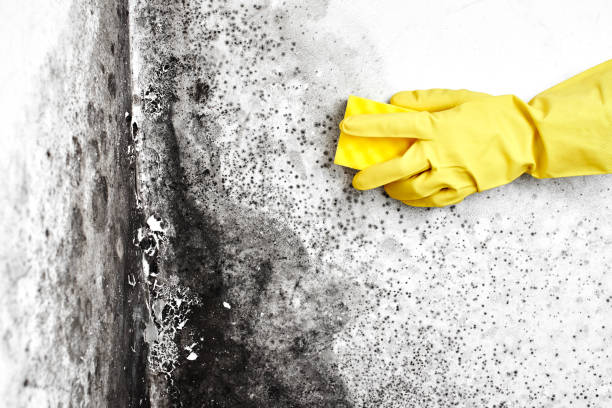 Best Certified Mold Removal  in Geistown, PA
