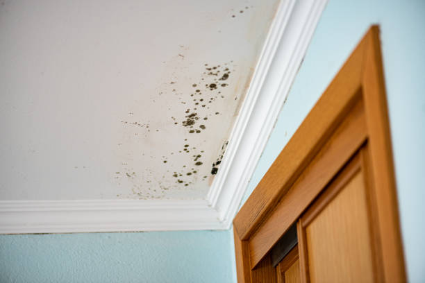 Best Residential Mold Removal  in Geistown, PA