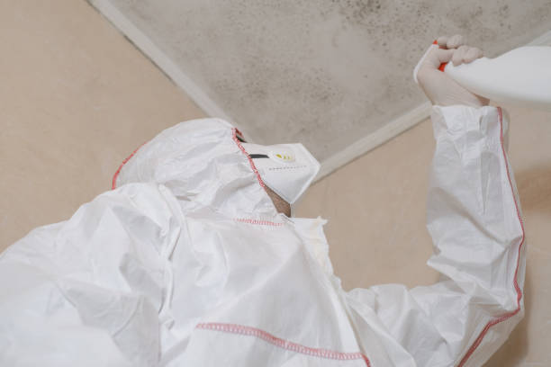Certified Mold Removal in Geistown, PA