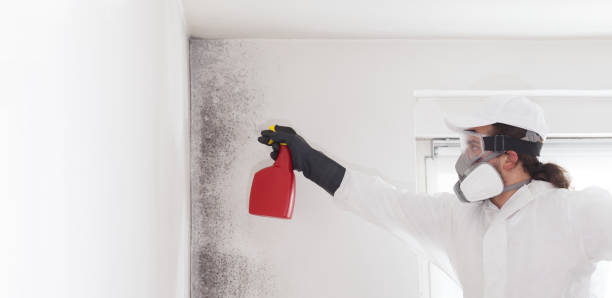 Best Office Mold Removal Services  in Geistown, PA