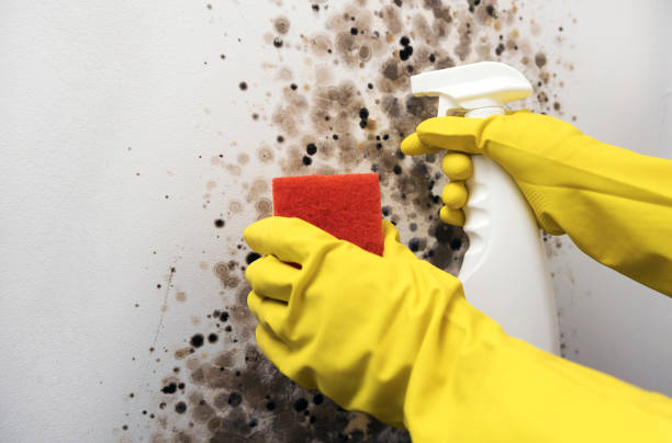 Best Mold Inspection  in Geistown, PA