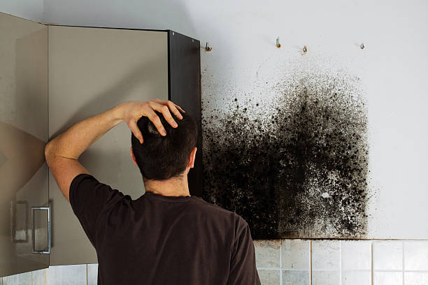 Best Mold Cleaning Services  in Geistown, PA