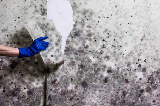 Best Mold Damage Repair  in Geistown, PA
